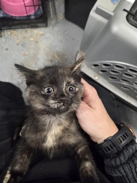 An adult small-sized female Domestic Short Hair cat named Ella for adoption in Casper, WY
