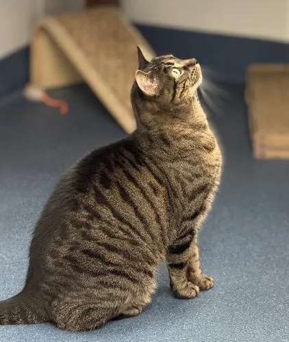An adult medium-sized female Domestic Short Hair cat named Ember for adoption in St. Johnsbury, VT