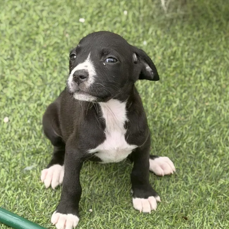 A baby medium-sized female Pit Bull Terrier dog named Haley for adoption in Wilmington, IL
