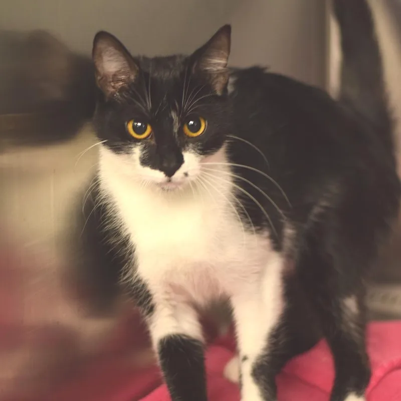 A young medium-sized female White Domestic Short Hair cat named Freckles for adoption in Belleville, IL