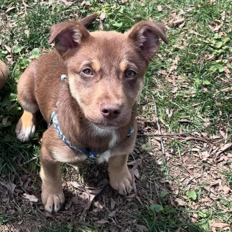 A baby medium-sized female German Shepherd Dog dog named Jubilee for adoption in Philadelphia, PA
