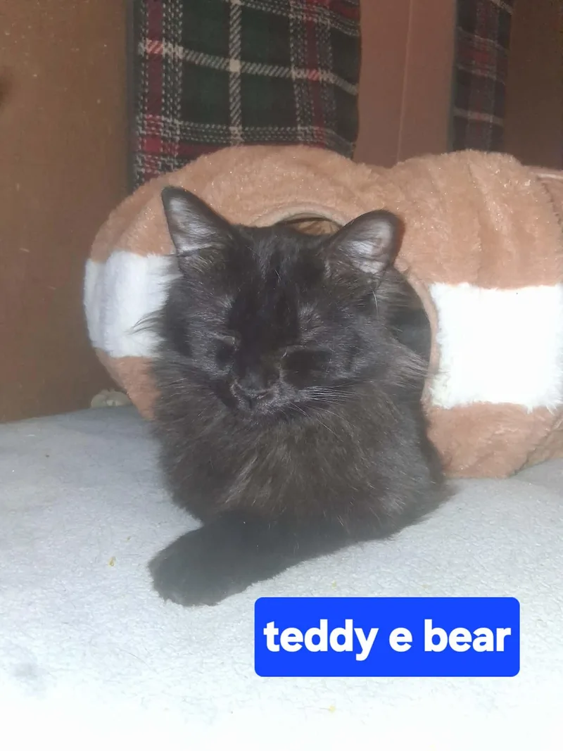 Teddy thumbnail 3