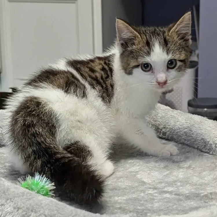 A baby medium-sized male Tabby (Brown / Chocolate) Domestic Short Hair cat named Melman for adoption in Davison, MI