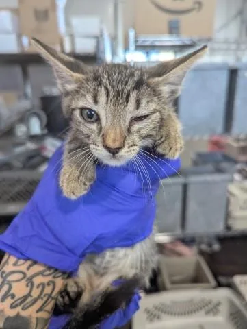A baby small-sized male Domestic Short Hair cat named Pablo for adoption in San Bernardino, CA