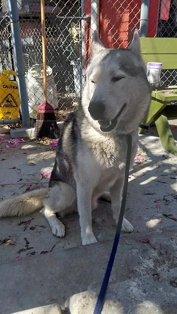 An adult medium-sized male Siberian Husky dog named Simba for adoption in Baldwin Park, CA