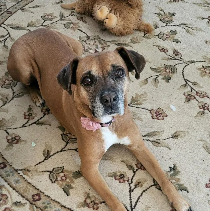 An adult medium-sized female Red / Chestnut / Orange Boxer dog named Sabine for adoption in Warren, RI
