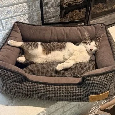 A baby medium-sized male White Domestic Short Hair cat named Alfredo for adoption in Fort Worth, TX