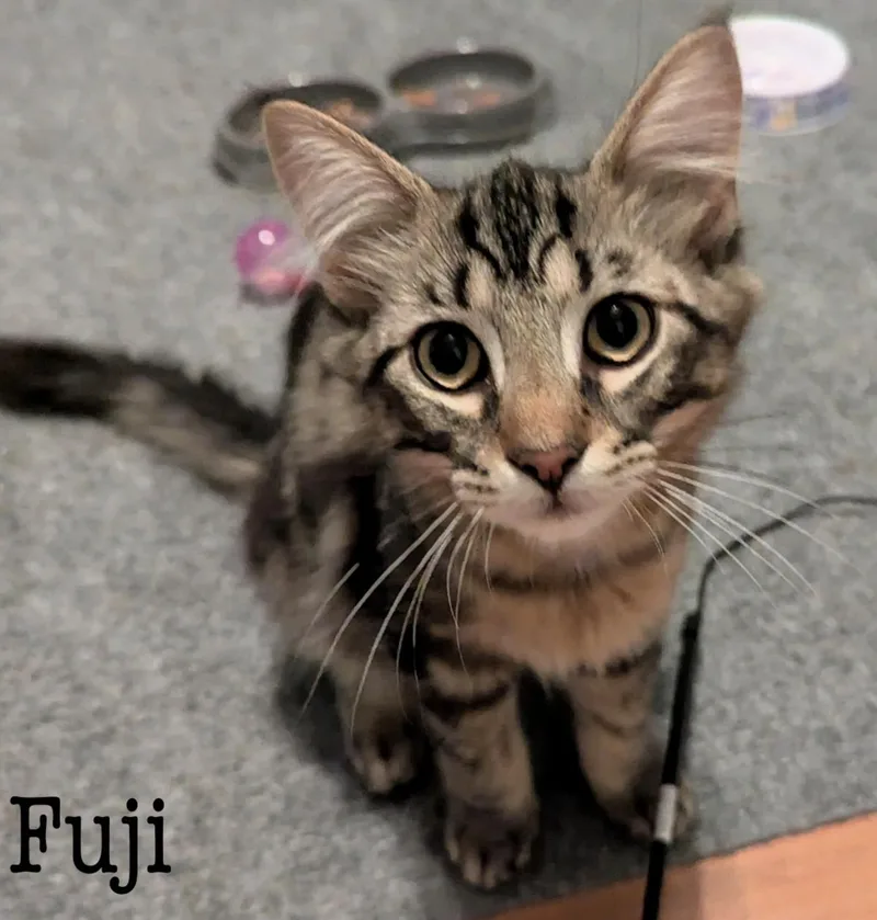 A baby medium-sized male Domestic Short Hair cat named Fuji for adoption in Rochester, NY