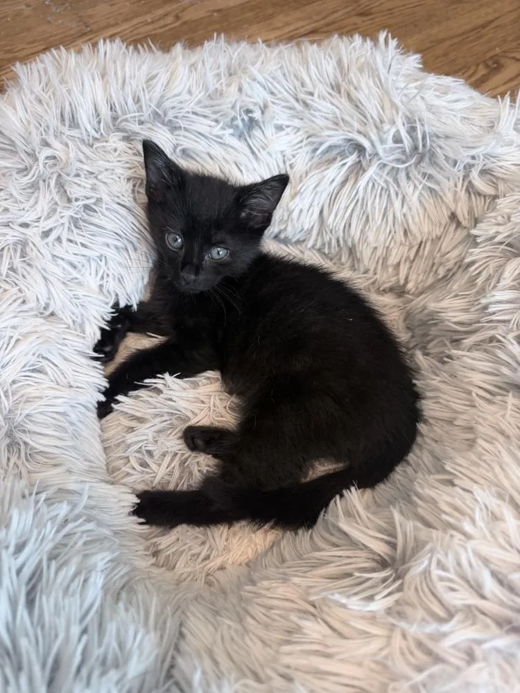 A baby small-sized female Black Domestic Short Hair cat named Lt. Magoo for adoption in Ferndale, MI