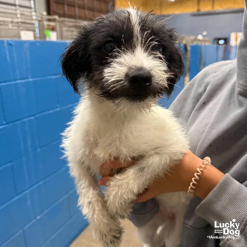 A baby medium-sized female Terrier dog named Nelly for adoption in Washington, DC