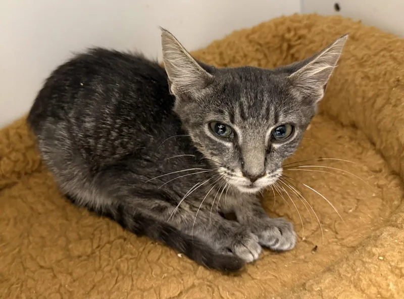 A young medium-sized male Domestic Short Hair cat named Vidia for adoption in Satellite Beach, FL