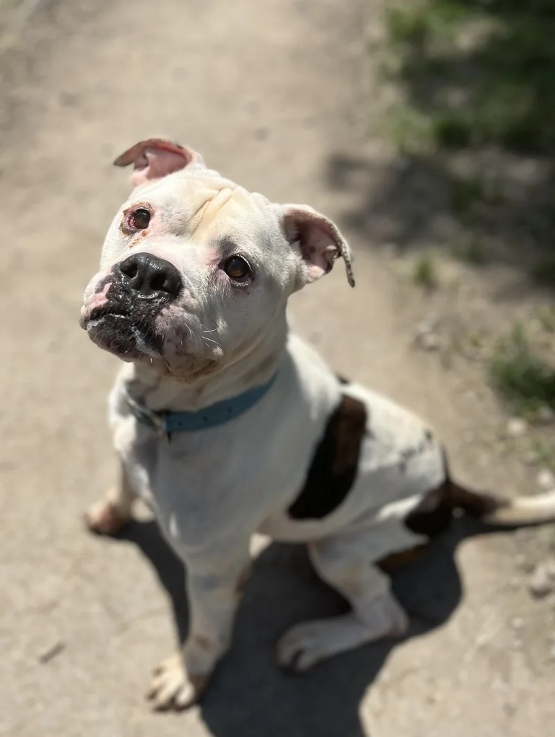 Diesel