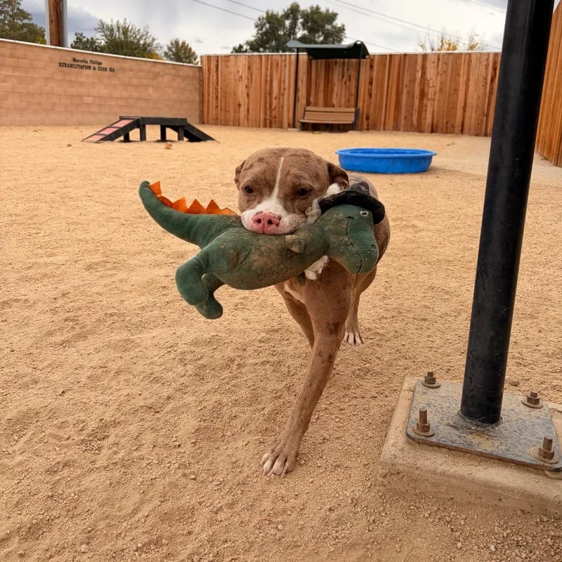 An adult medium-sized female Yellow / Tan / Blond / Fawn Pit Bull Terrier dog named Cleopatra for adoption in Reno, NV