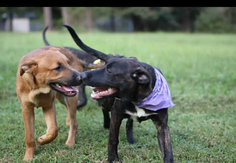 A young medium-sized female Brown / Chocolate American Staffordshire Terrier dog named Olive for adoption in Tomball, TX
