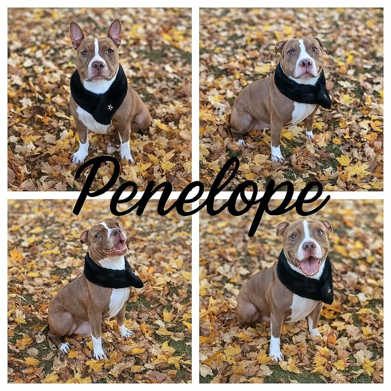 Penelope