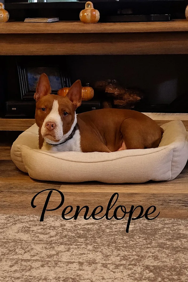 Penelope thumbnail 3