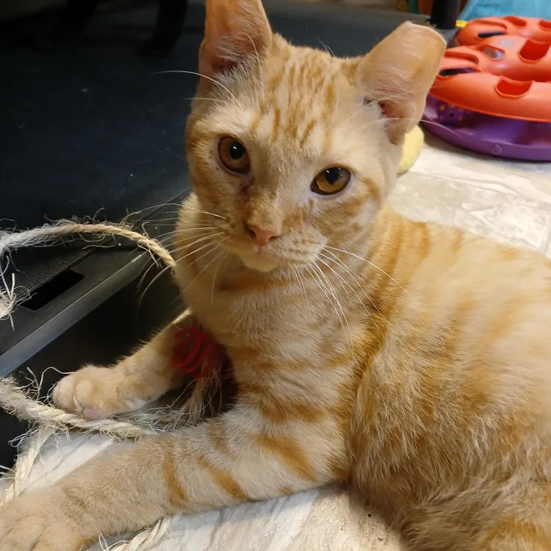 A young medium-sized male Orange / Red Domestic Short Hair cat named Ralph for adoption in Germansville, PA