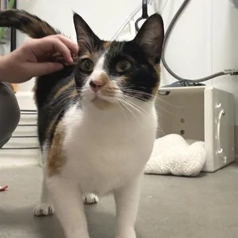 A young medium-sized female Calico Domestic Short Hair cat named Harper for adoption in Bentonville, AR