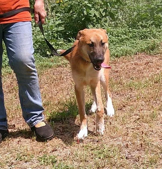 A young large-sized female Tricolor (Brown, Black, & White) Anatolian Shepherd dog named Valerie for adoption in Olympia, WA