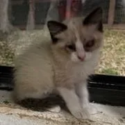 Zebra Cake thumbnail 3