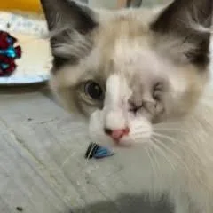 Zebra Cake thumbnail 4