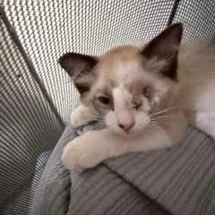 Zebra Cake thumbnail 5