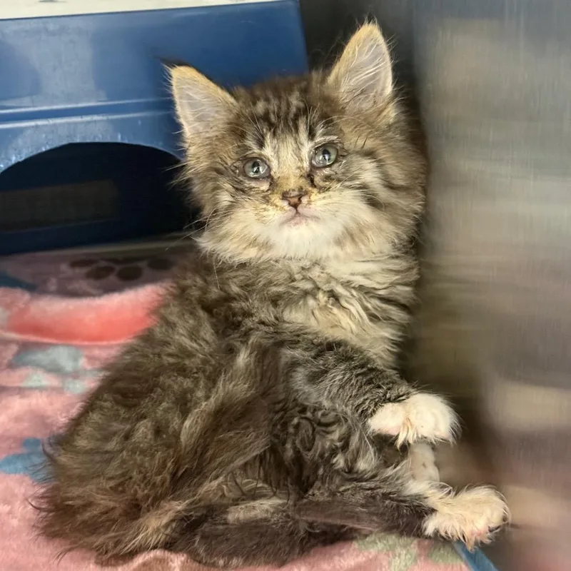 A baby small-sized female Brown / Chocolate Domestic Long Hair cat named Tonka for adoption in Spring Hill, KS