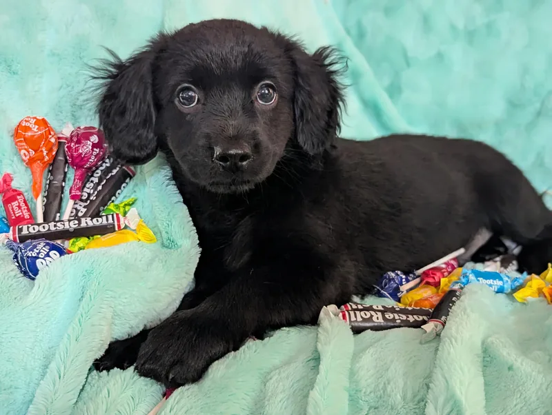 Tootsie Roll