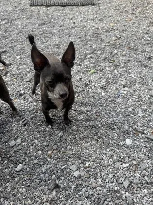 Smokey Joe thumbnail 2
