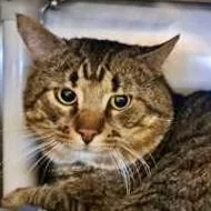 An adult small-sized male Domestic Short Hair cat named Twizzler for adoption in Burlington, WA