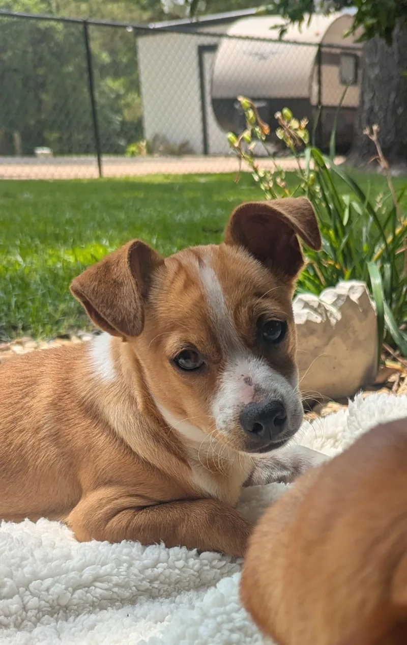A young small-sized female Red / Chestnut / Orange Terrier dog named Copper & Butterscotch for adoption in Fort Worth, TX