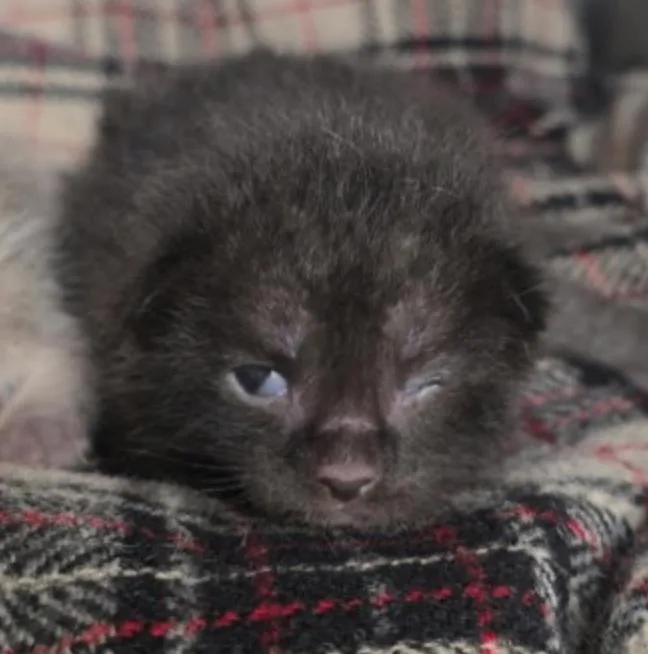 A baby small-sized female Gray / Blue / Silver Domestic Short Hair cat named Oak for adoption in Marshall, NC