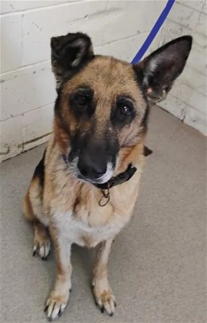 An adult large-sized female German Shepherd Dog dog named Celebi for adoption in San Bernardino, CA