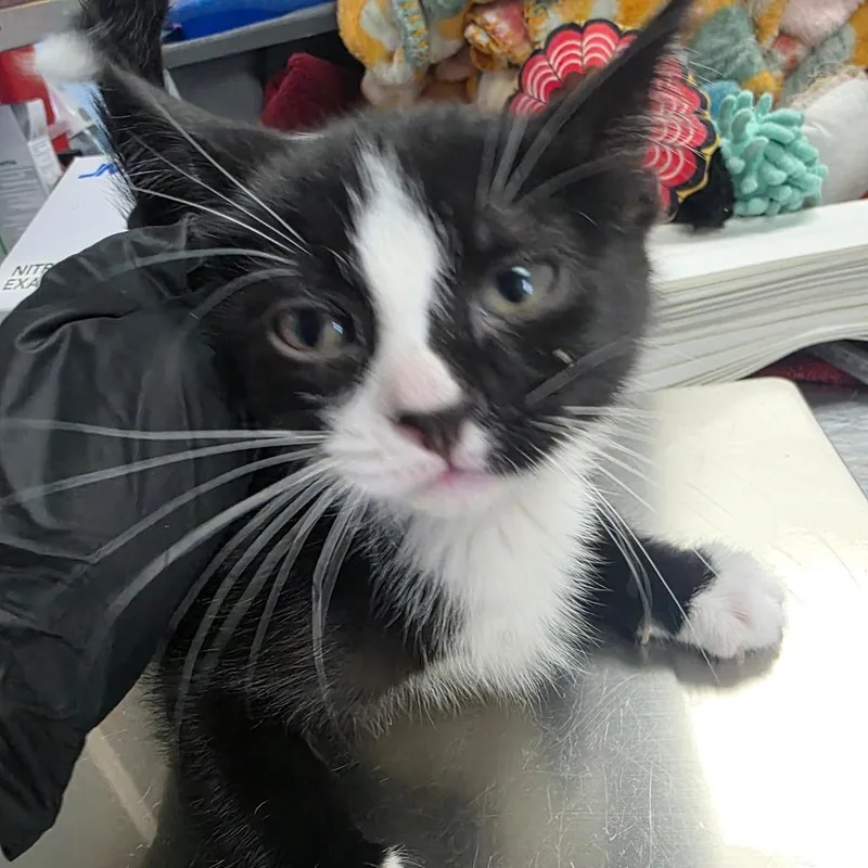 A baby small-sized male Brown / Chocolate Domestic Short Hair cat named Rupert for adoption in Duncan, OK