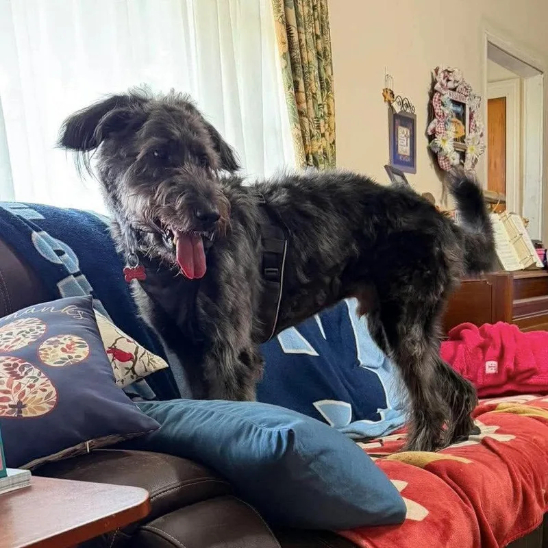 An adult large-sized male Sheep Dog dog named Zeke for adoption in Hillsborough , NC
