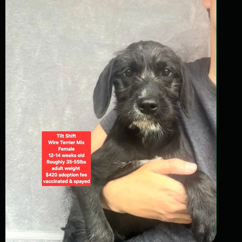 A baby medium-sized female Wirehaired Terrier dog named Tilt Shift for adoption in Oviedo, FL