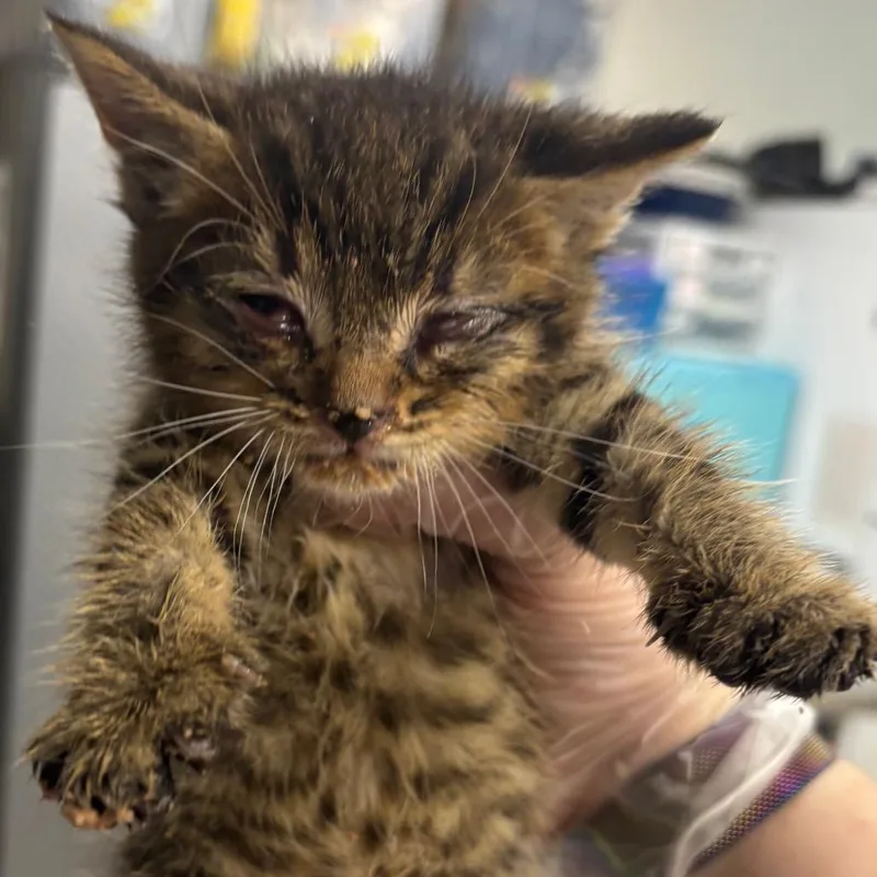 A baby small-sized male Brown / Chocolate Domestic Short Hair cat named Dibble for adoption in Newark, NJ