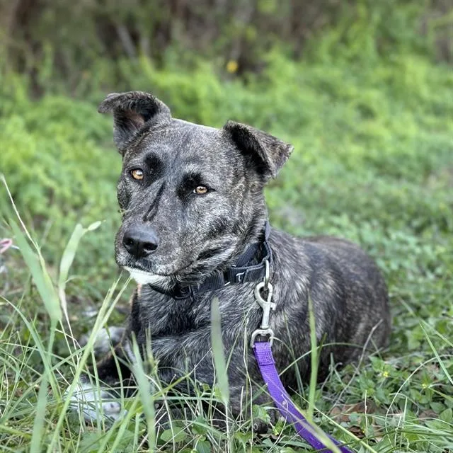 An adult medium-sized female Terrier dog named Chrissy for adoption in San Antonio, TX