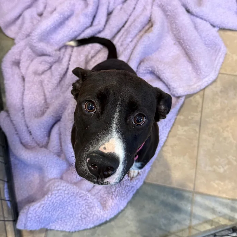 A young medium-sized female Black Mixed Breed dog named Boots for adoption in Chattanooga, TN