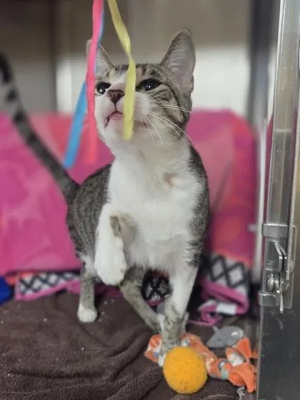 An adult small-sized female Domestic Short Hair cat named Tooth Fairy for adoption in Westland, MI