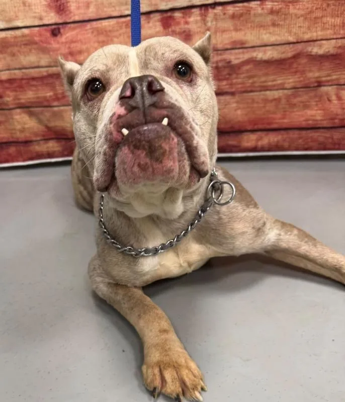 An adult medium-sized female American Bully dog named AC "Buffy" for adoption in Conyers, GA