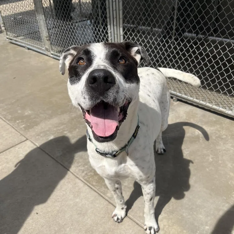 An adult large-sized male White / Cream Pit Bull Terrier dog named Louka for adoption in Little Rock, AR