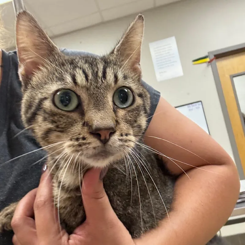 An adult medium-sized male Brown / Chocolate Domestic Short Hair cat named Rivers U for adoption in Tupelo, MS
