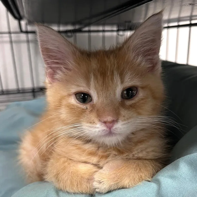 A baby large-sized male Orange & White Domestic Short Hair cat named Dewey for adoption in Youngstown, OH