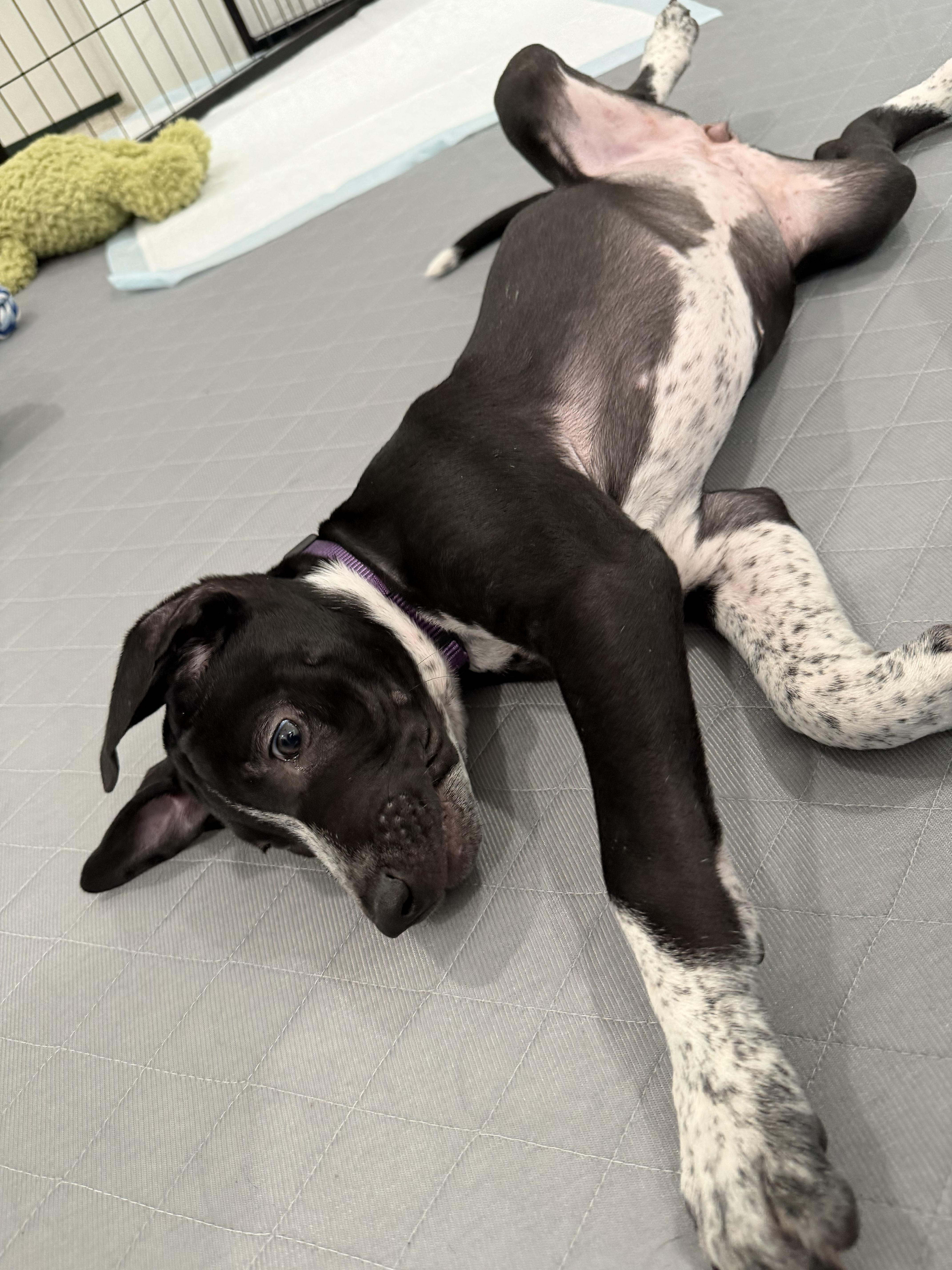 A baby medium-sized female Black American Staffordshire Terrier dog named Ainsley for adoption in Houston, TX