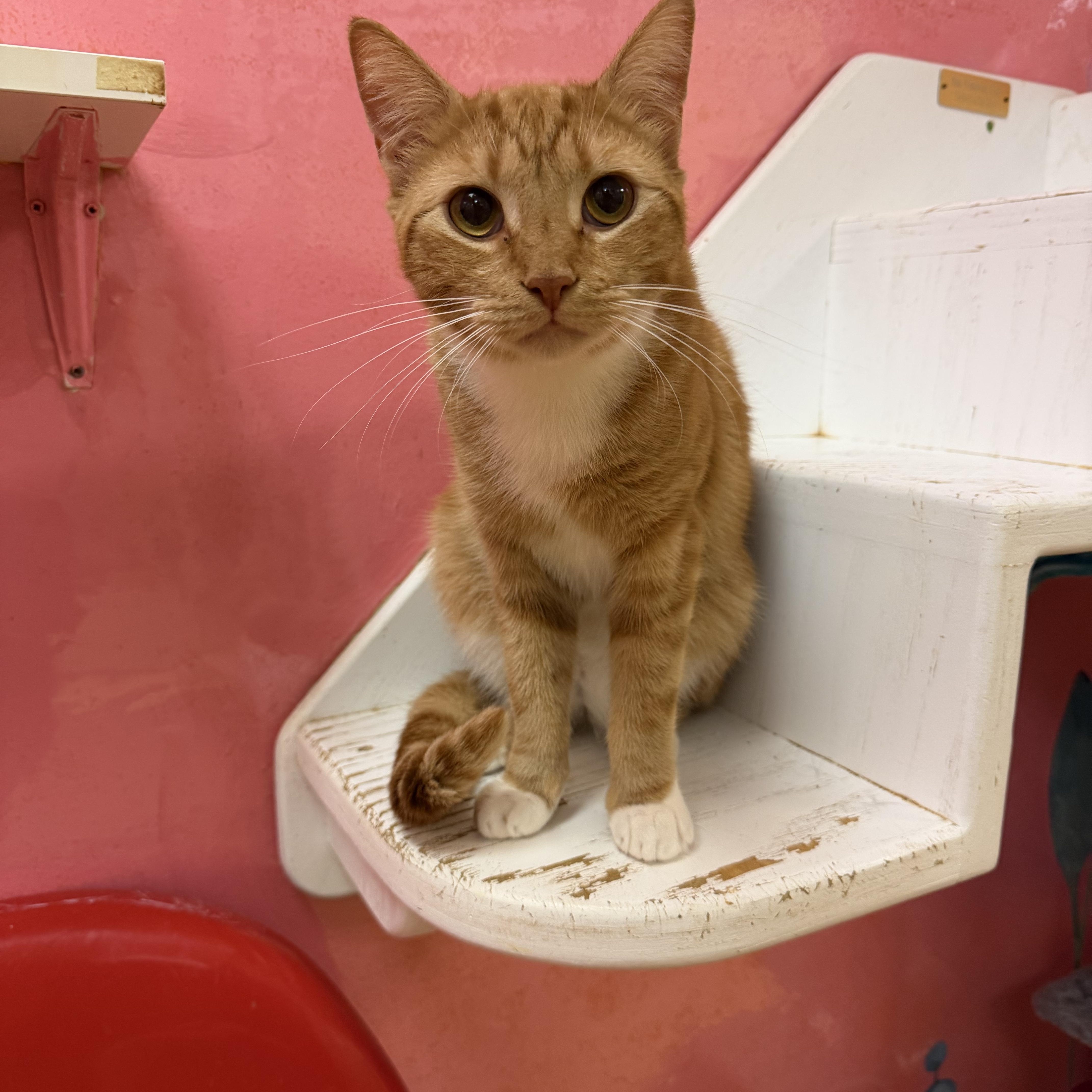 A young medium-sized male Tabby (Orange / Red) Domestic Short Hair cat named Alabama for adoption in Hudson, NY
