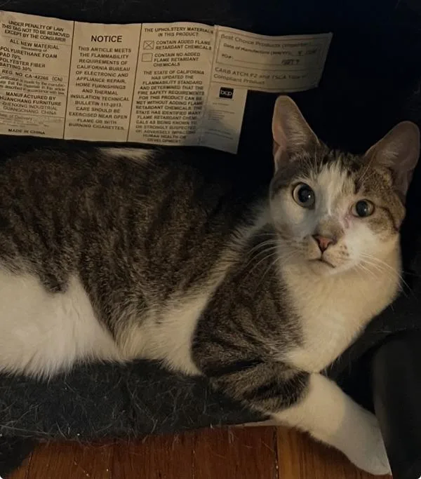 A young medium-sized male Domestic Short Hair cat named Marbello for adoption in Staten Island, NY