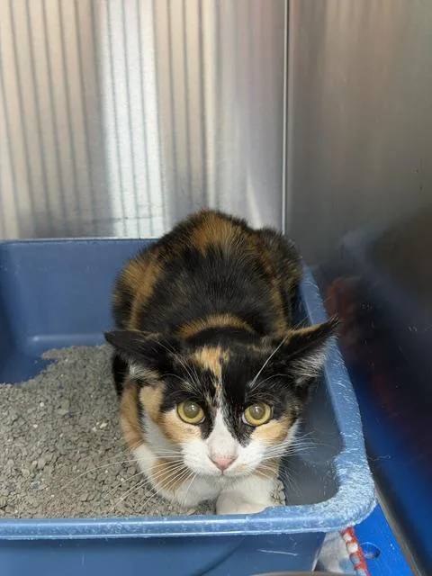 A baby medium-sized female Calico Domestic Short Hair cat named Mcnamara for adoption in Allen, TX