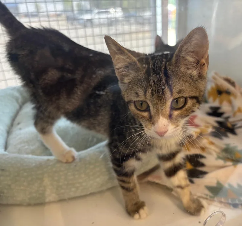 A baby small-sized female Domestic Short Hair cat named June aka Bimini for adoption in Gorham, ME