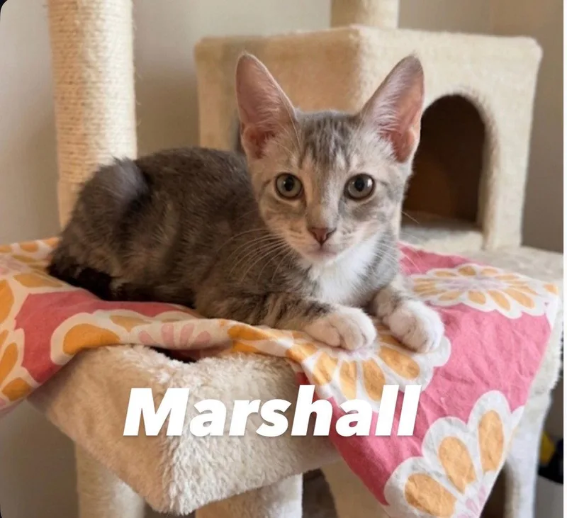 Marshall